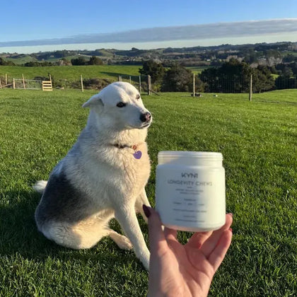 KYN1 Longevity Chews